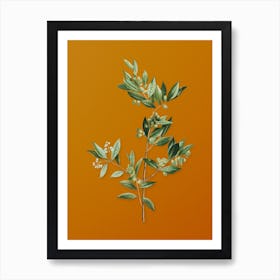 Vintage Fontanesia Phillyreoides Botanical on Sunset Orange n.0641 Art Print