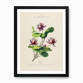 Water Lilies 1 Art Print