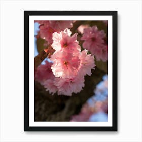 Pink blossoms of an ornamental cherry in spring 2 Art Print