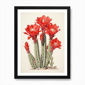 Vintage Cactus Illustration Woolly Torch Cactus 2 Art Print