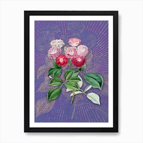 Vintage Seven Sister's Rose Botanical Illustration on Veri Peri n.0287 Art Print