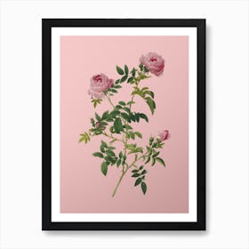 Vintage Rose of the Hedges Botanical on Soft Pink n.0111 Art Print