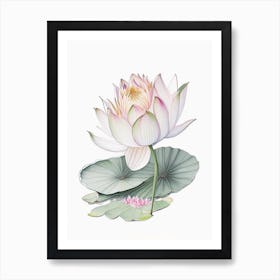 Water Lily Floral Quentin Blake Inspired Illustration 2 Flower Art Print