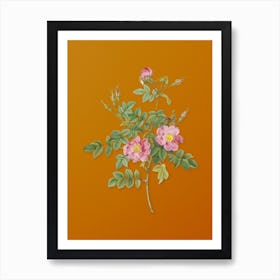Vintage Pink Rosebush Bloom Botanical on Sunset Orange n.0670 Art Print