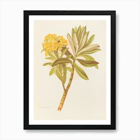 Araucaria Art Print