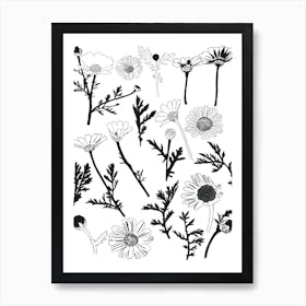 Daisies in Black And White Art Print