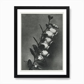 Lyonia Calyculata (1928), Karl Blossfeldt Art Print