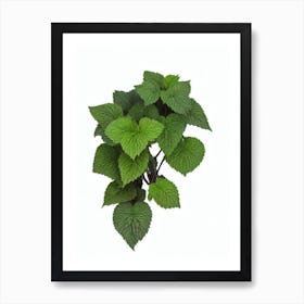 Coleus Plant (Coleus Blumei) Watercolor Art Print