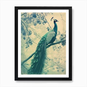 Vintage Turquoise Peacock In A Tree Cyanotype Inspired1 Art Print