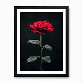 Single Red Rose On Black Background 42 Art Print