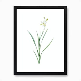 Vintage Ixia Anemonae Flora Botanical Illustration on Pure White n.0696 Art Print