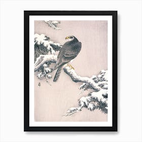 Goshawk On Snow Covered Pine Bough, Ohara Koson Art Print