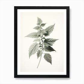 Stinging Nettle Vintage Botanical Herbs 0 Art Print