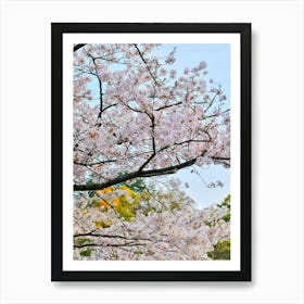 Cherry Blossoms In A Park Art Print