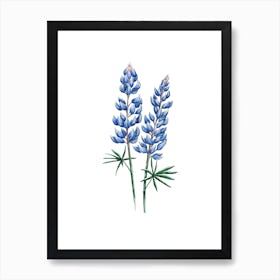 Blue Lupine Floral Watercolor Art Print
