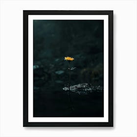 Single Flower In Water 4 Art Print