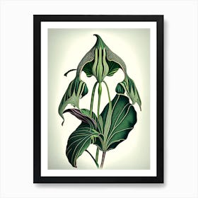 Jack In The Pulpit Wildflower Vintage Botanical 1 Art Print