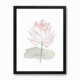 Sacred Lotus Pencil Illustration 3 Art Print