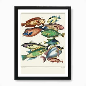 Fishes Of The World Art Print