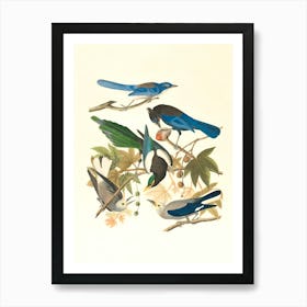 Four Birds On A Branch 1 Art Print