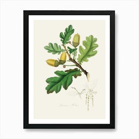 Vintage Botanical John Stephenson and James Morss Churchill Art Print_2731665 Art Print