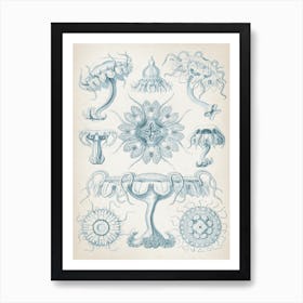 Vintage Haeckel 7 Tafel 18 Scheibenquallen Art Print