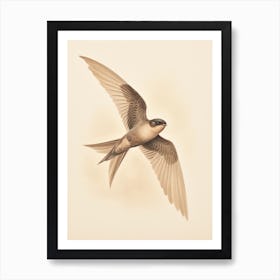 Vintage Bird Drawing Chimney Swift Art Print