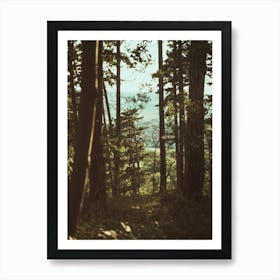 View Of A Forest Art Print