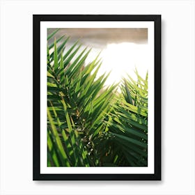 Sun shines through Palm leaves // Ibiza Nature & Travel Photography Art Print