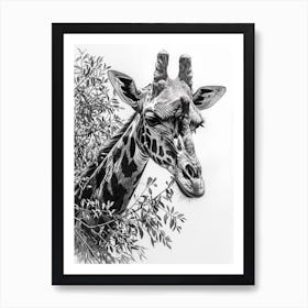 Pencil Portrait Of A Giraffe In The Trees 1 Art Print