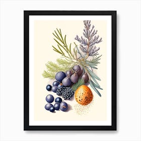 Juniper Berries Spices And Herbs Retro Drawing 1 Art Print