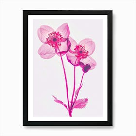 Hot Pink Hellebore 2 Art Print