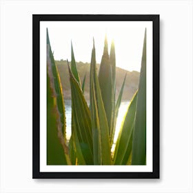 Agave at the Beach // Ibiza Nature & Travel Photography Art Print