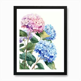 Hydrangeas 1 Art Print