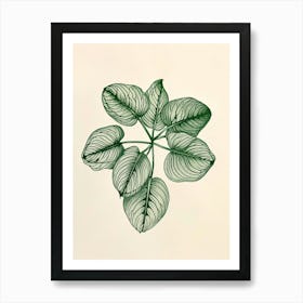 Fittonia Maranta Botanical Line Illustration 3 Art Print