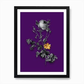 Vintage Celery Leaved Cabbage Rose Black and White Gold Leaf Floral Art on Deep Violet Art Print