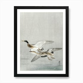 Couple Of Ducks (1900 1936), Ohara Koson Art Print