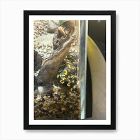 Black And Yellow Frog Art Print