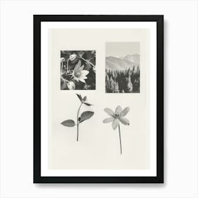 Columbine Flower Photo Collage 4 Art Print