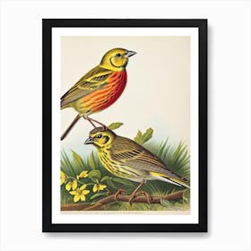 Yellowhammer James Audubon Vintage Style Bird Art Print