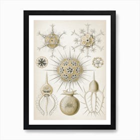 Vintage Haeckel 5 Tafel 1 Rohrstrahlinge Art Print