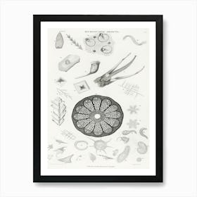 Microscopic Objects, Oliver Goldsmith Art Print