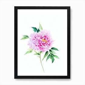 Peony Watercolour Flower Art Print