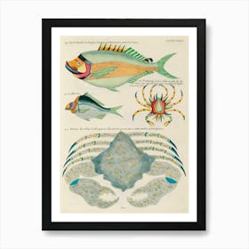 Colourful And Surreal Illustrations Of Fishes Found In Moluccas (Indonesia) And The East Indies, Louis Renard(58) Art Print