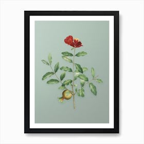 Vintage Pomegranate Branch Botanical Art on Mint Green n.0312 Art Print