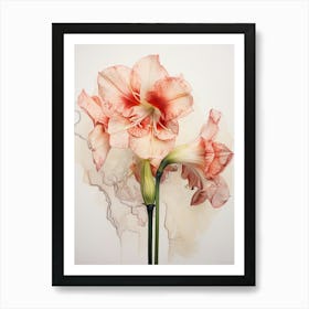 Pressed Flower Botanical Art Amaryllis 1 Art Print