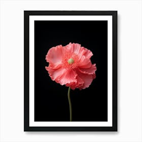 Single Pink Poppy On Black Background Affiche