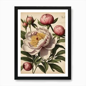 Peonies Art Print