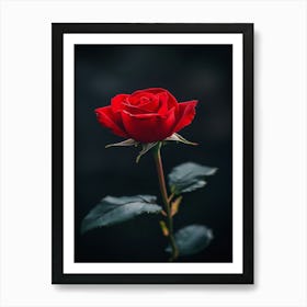 Red Rose 1 Art Print