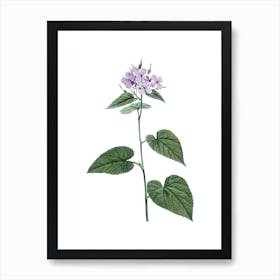 Vintage Morning Glory Flower Botanical Illustration on Pure White n.0065 Art Print